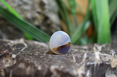 عقیق شجر برزیل