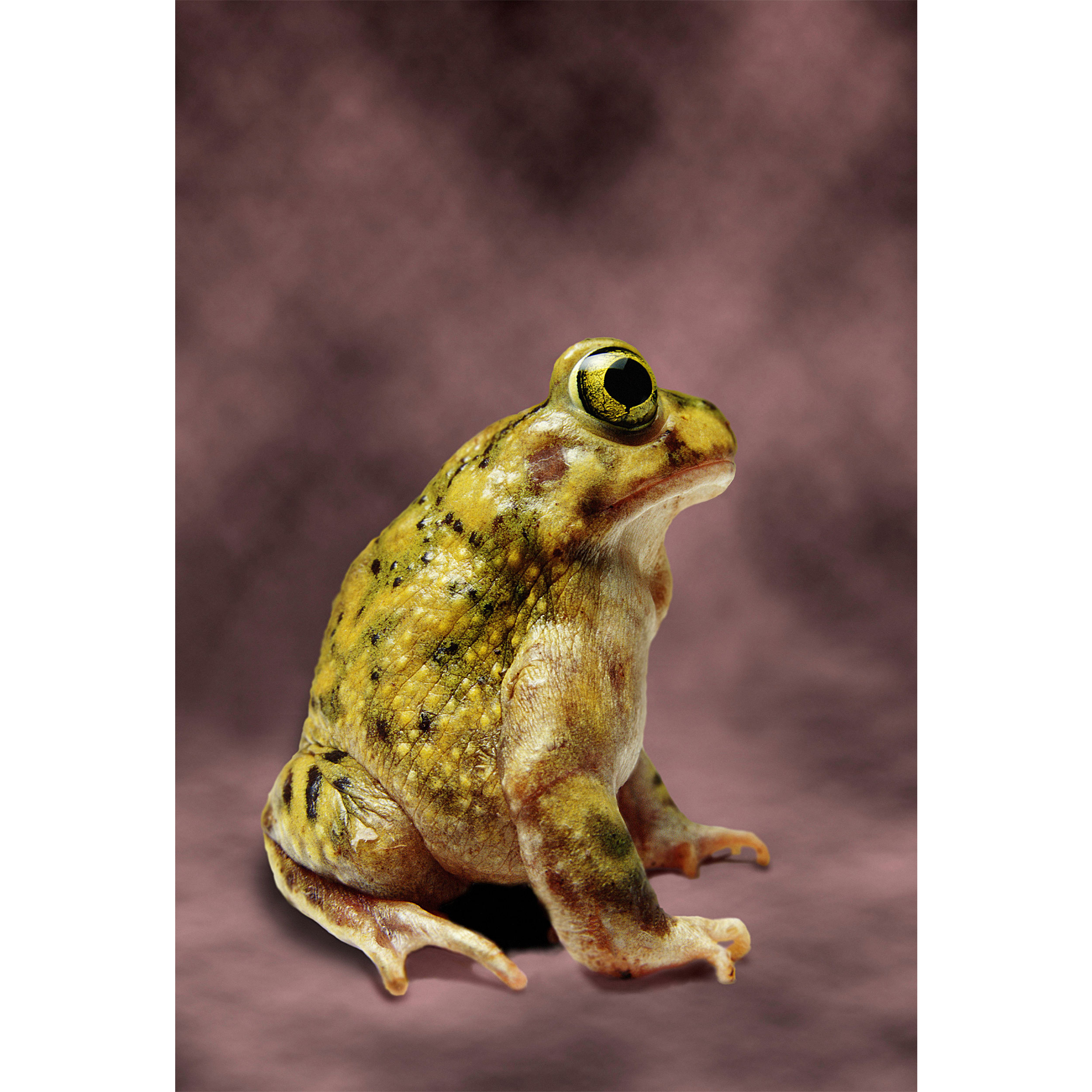 تابلو شاسی طرح قورباغه مدل T2211