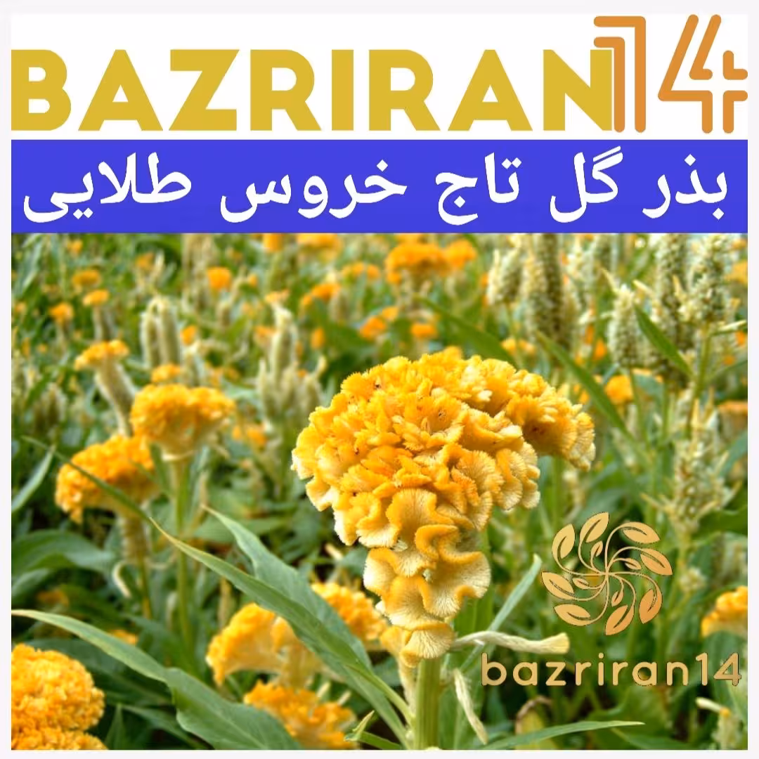 بذر گل تاج خروس طلایی