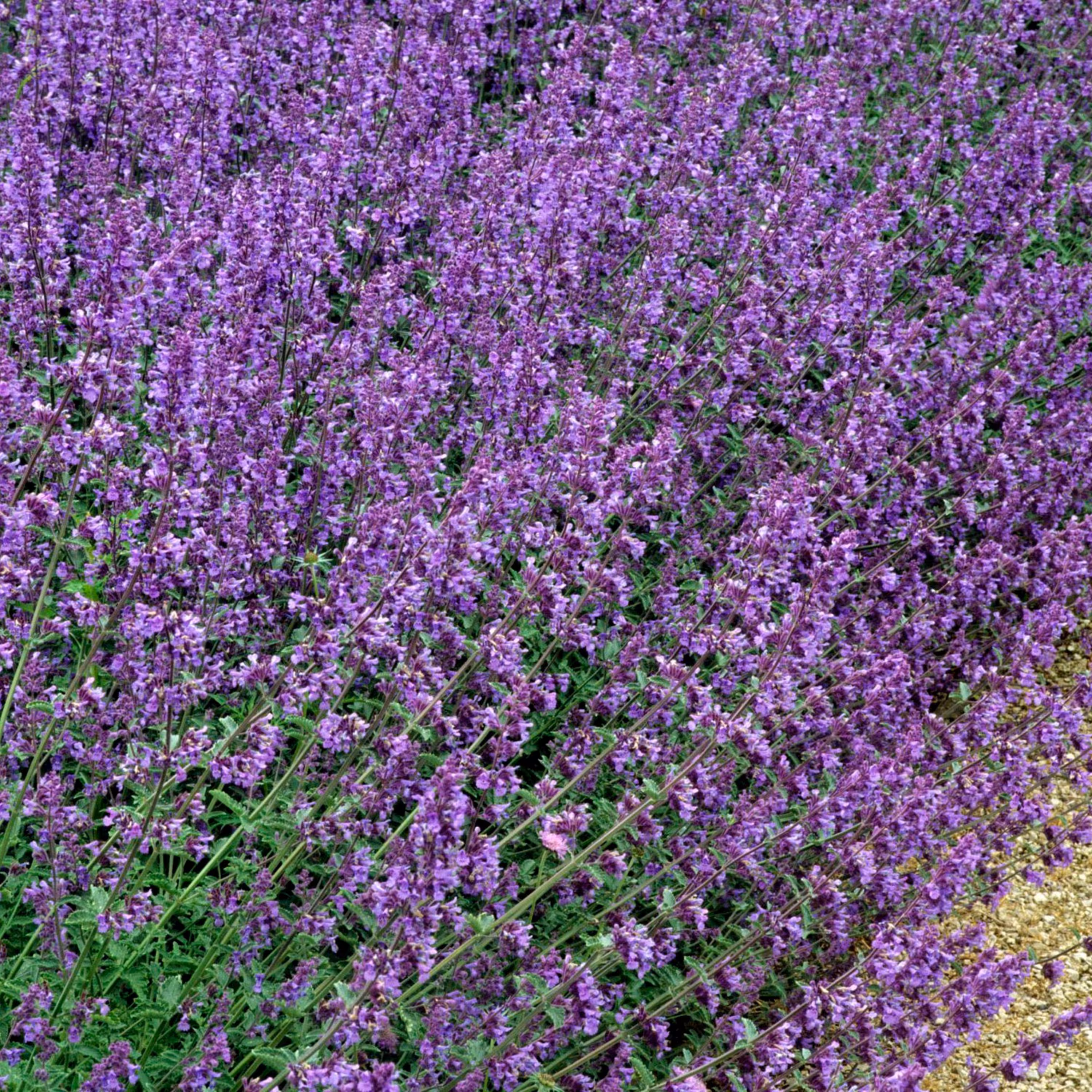 بذر نعنا گربه ای 100 عددی
