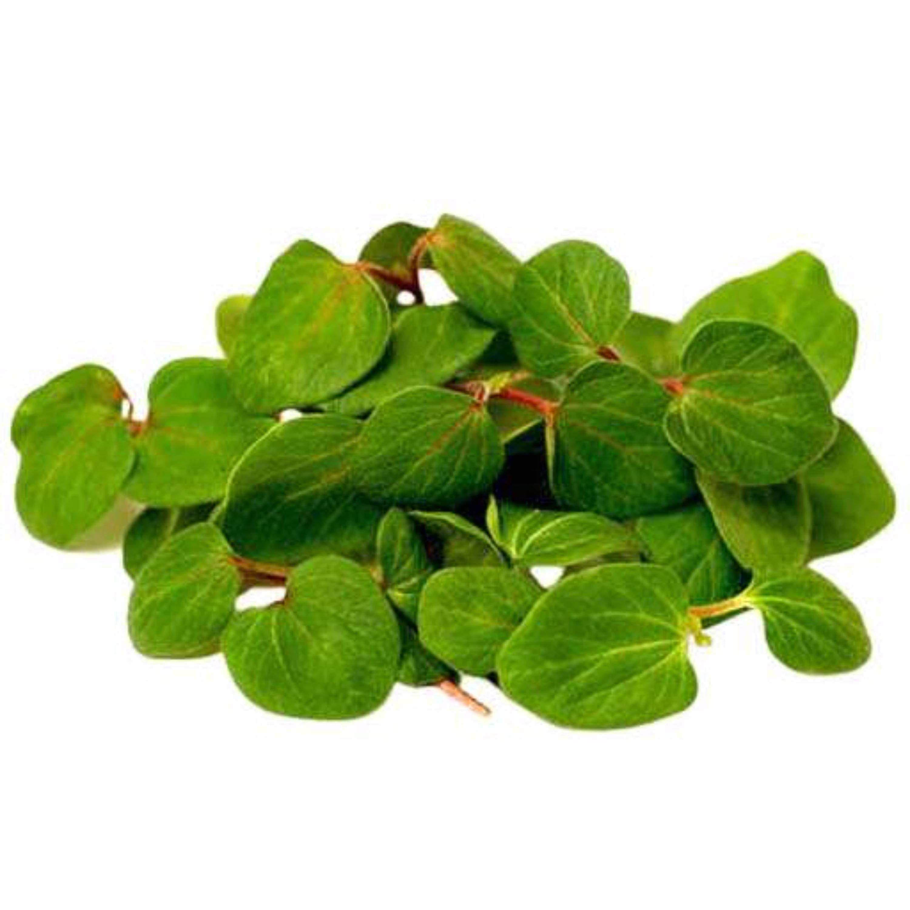 بذر میکروگرین بامیه 20 گرمی