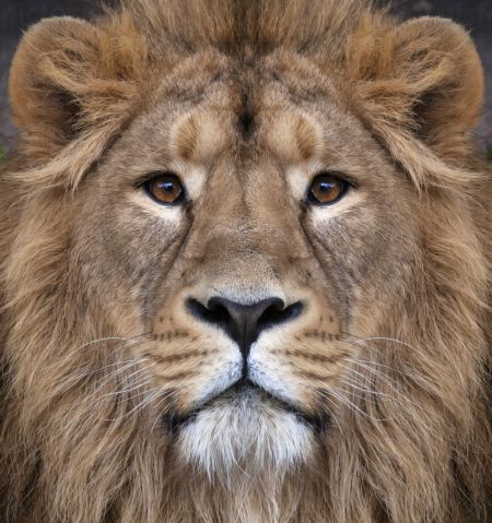 خرید و دانلود عکس Animals-Part-9 - کیفیت بالا | پیک فاکس | Pic Fox