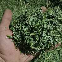 برگ خالص یونجه رنگ سبز سبز خشک خشک مناسب خرگوش،خوکچه و همستر  در بسته بندی(1 کیلویی)قیمت تنظیم بازاری
