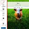 برچسب پوششی ماهوت مدل Cow-FullSkin مناسب برای گوشی موبایل هوآوی Nova Y60
