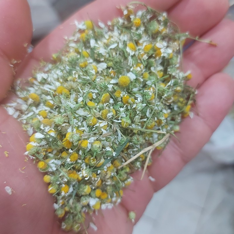 گل بابونه ریز و شیرین( تازه امسالی)