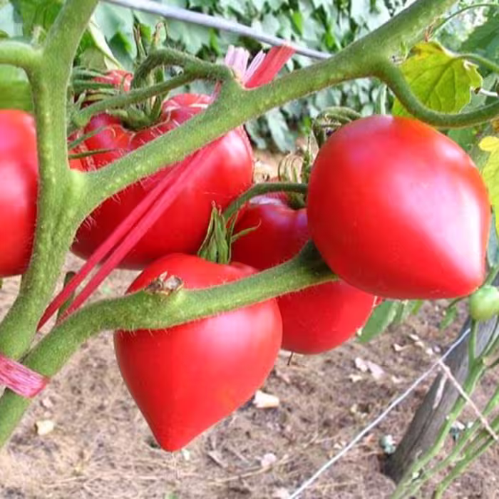 بذر گوجه فرنگی قلبی صورتی مجارستانی بسته 10 عددی