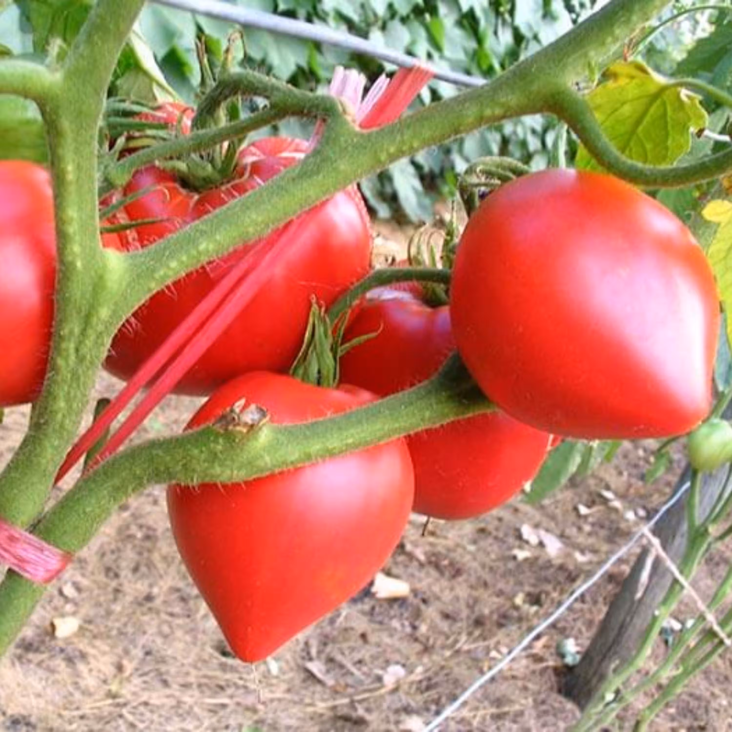 بذر گوجه فرنگی قلبی صورتی مجارستانی بسته 10 عددی