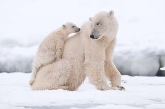 خرید و دانلود عکس Collection of images of cubs bears کد 13142 | پیک فاکس | Pic Fox