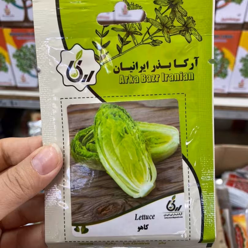 بذر کاهو خوراکی . کاشت در باغچه یا گلدان