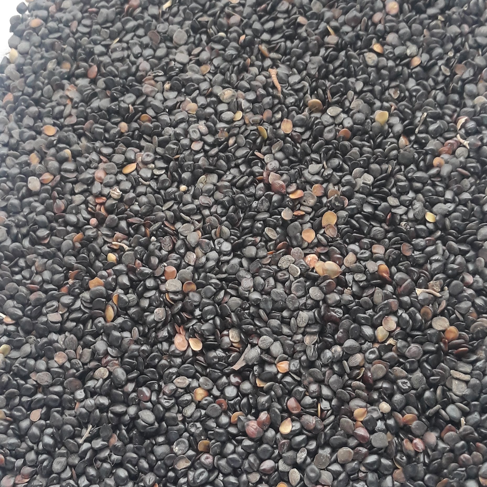 چشام 100گرمی