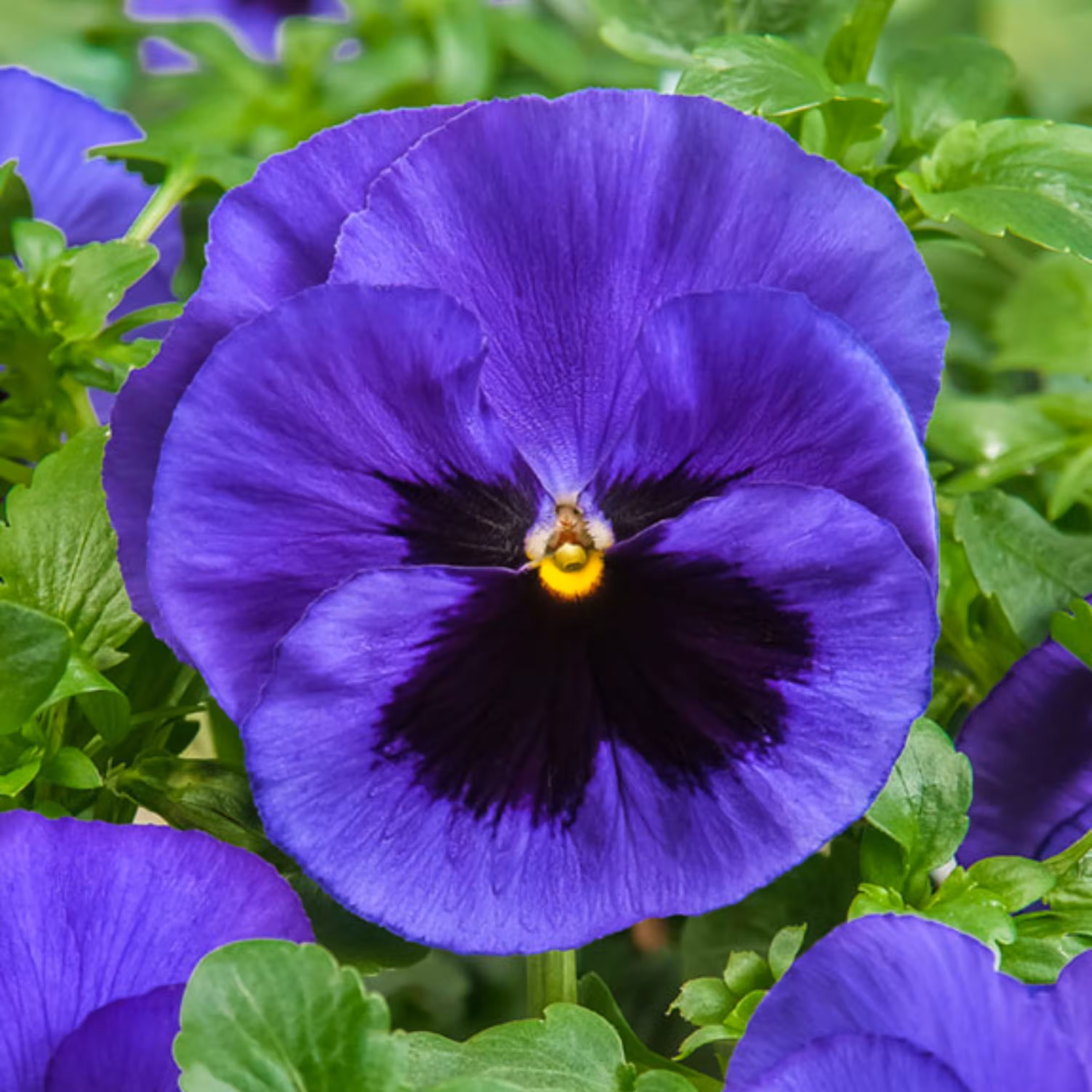 بذر گل بنفشه خوراکی تزیینی آبی خالدار بسته 300 عددی