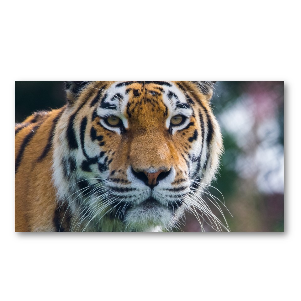 تابلو شاسی مدل ببر کد 3