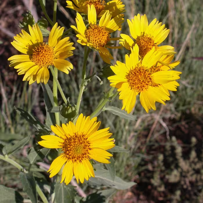 بذر گل پروانه ای (وربسینا) 1 گرمی