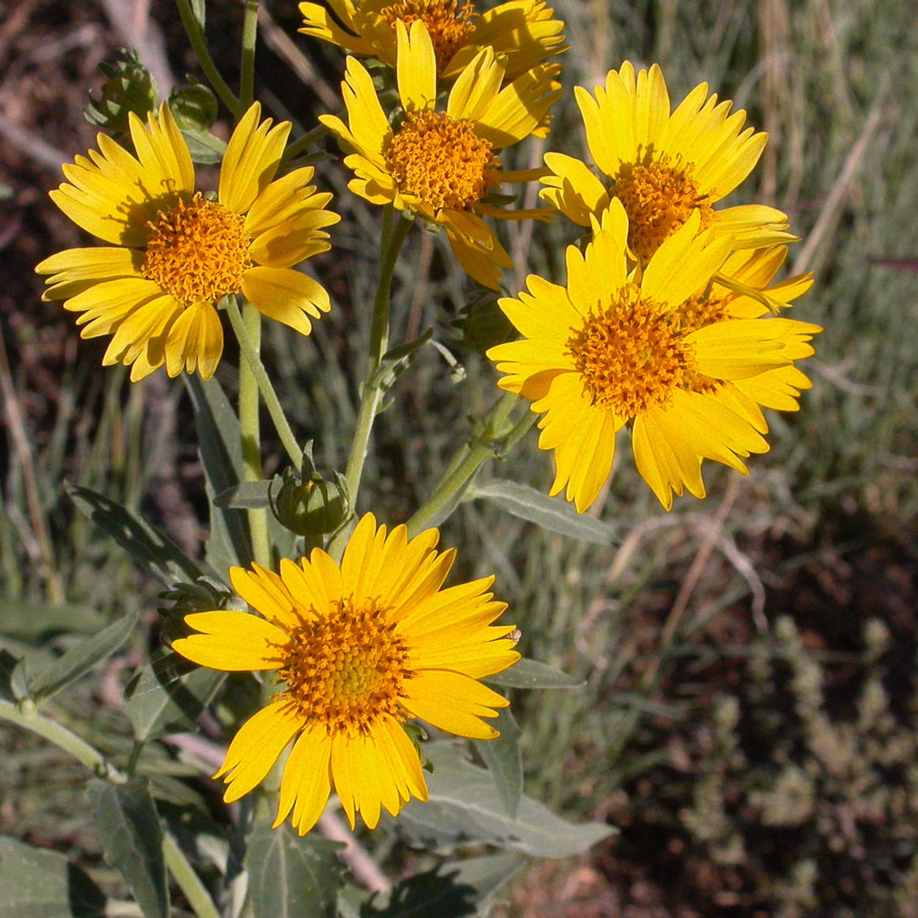بذر گل پروانه ای (وربسینا) 1 گرمی