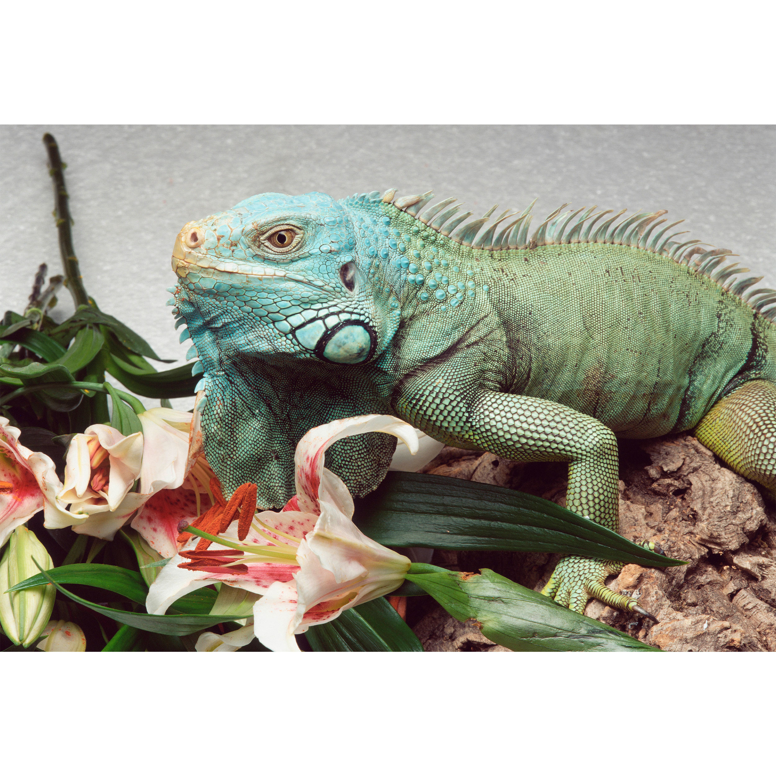 تابلو شاسی طرح گل و ایگوانا سبز مدل T2190