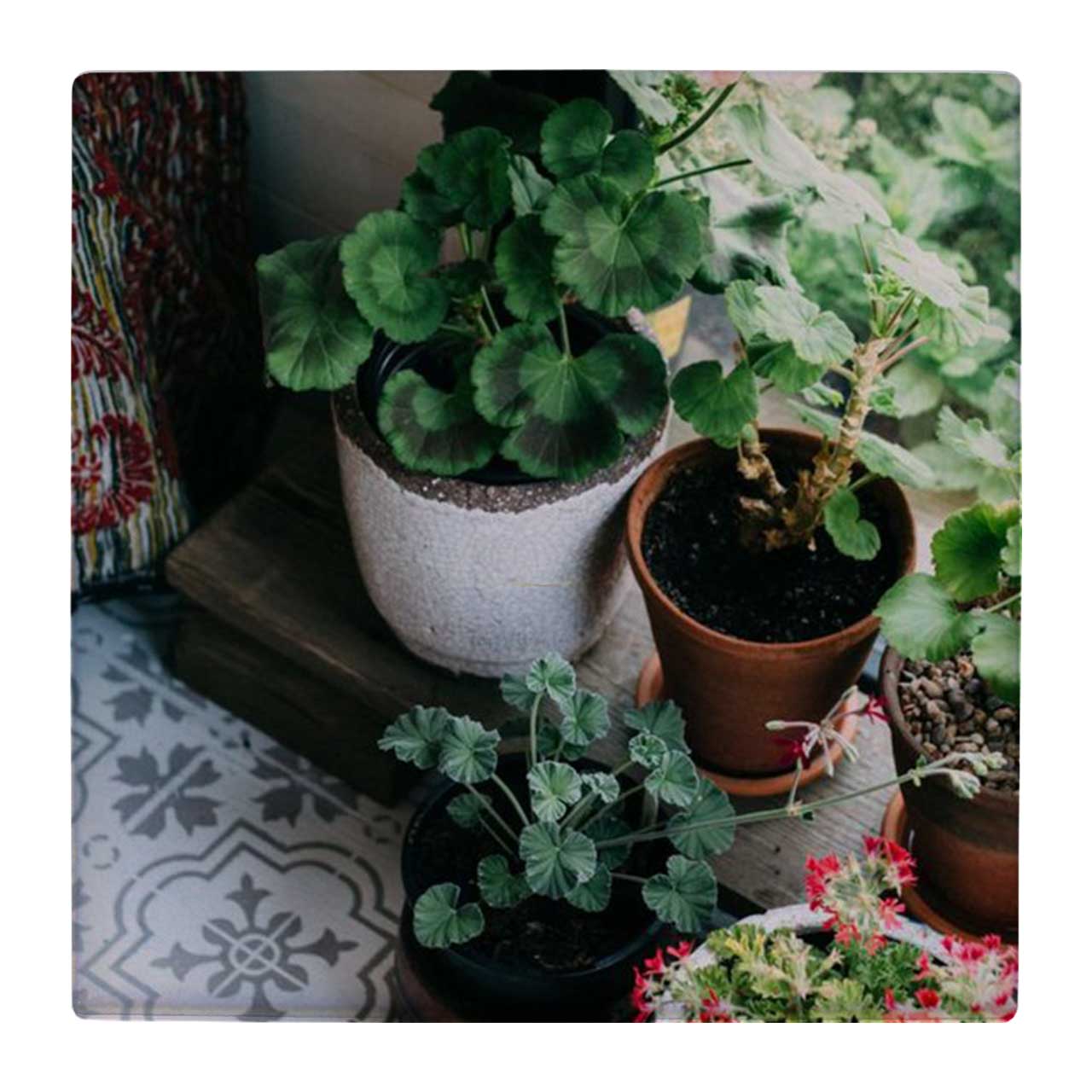 زیر لیوانی  طرح گلدان ها کد    4824280_3727