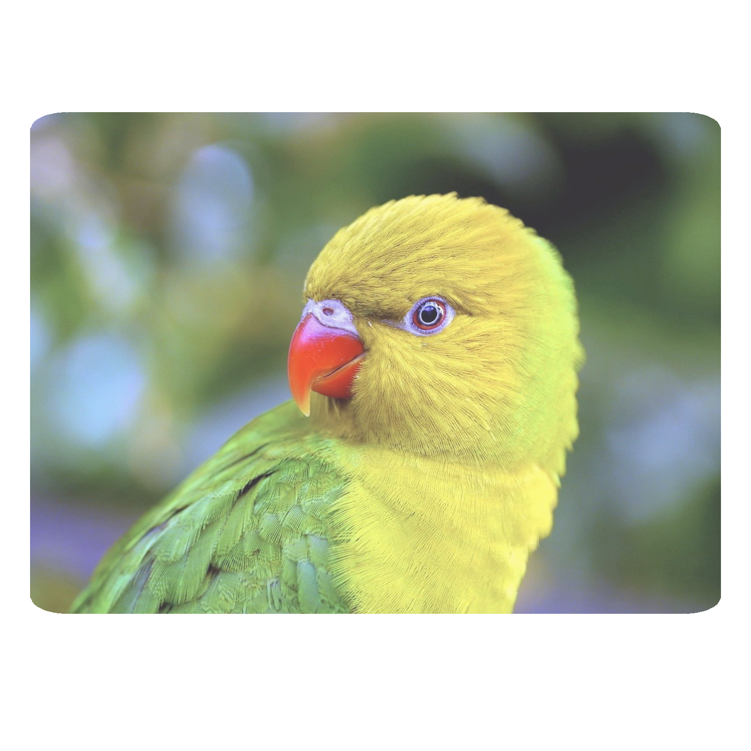 ماوس پد طرح طوطی کد B310