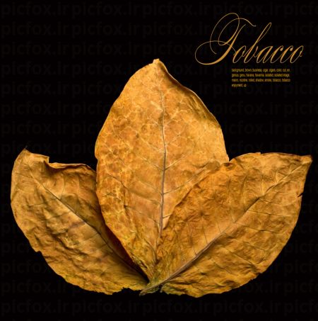 خرید و دانلود عکس Nature-Part-19 کد 35927 | پیک فاکس | Pic Fox