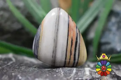 جاسپر گورخری (زبراجاسپر)