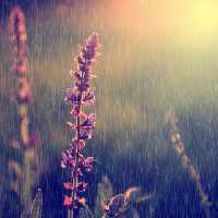 خرید و دانلود عکس Flower-Part-9 کد 18433 | پیک فاکس | Pic Fox