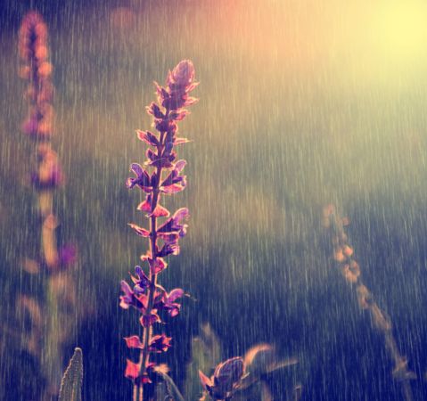 خرید و دانلود عکس Flower-Part-9 کد 18433 | پیک فاکس | Pic Fox