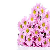 خرید و دانلود عکس Flower-Part-3 کد 17817 | پیک فاکس | Pic Fox