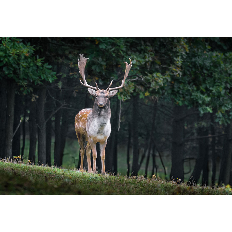 تابلو شاسی گوزن و جنگل مدل T1572 | دنیای قاب