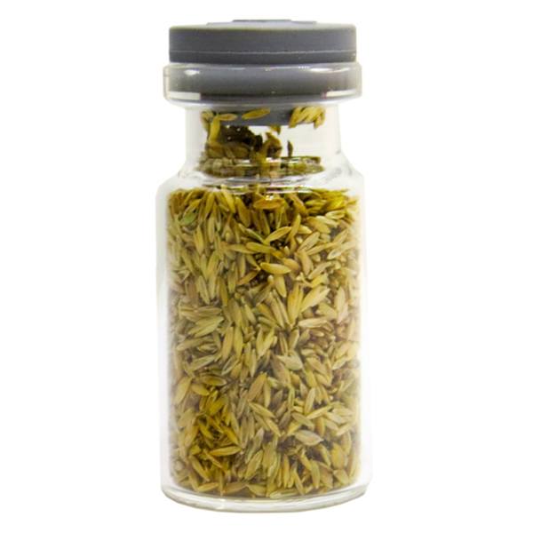 بذر چمن گندمی مدلGS-001 (6 گرمی)