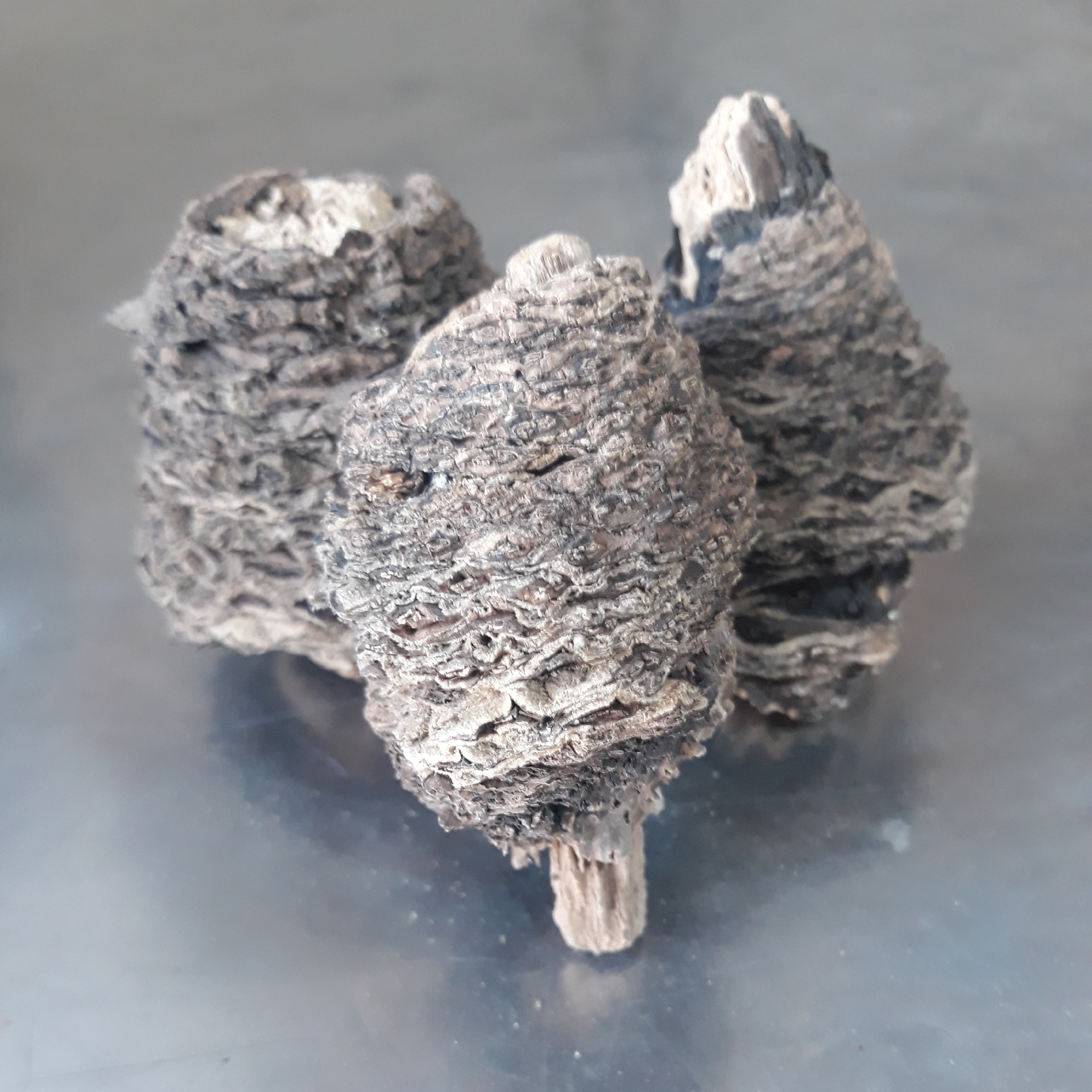 کندش هندی ( 100 گرم )  