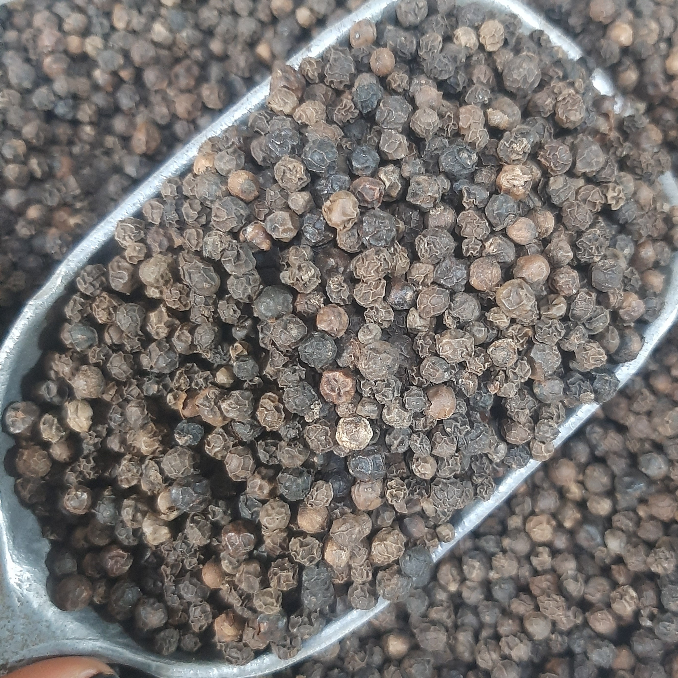 فلفل سیاه دانه