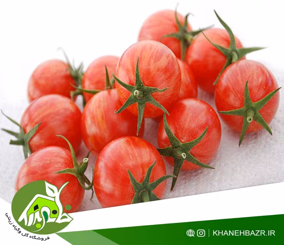 بذر گوجه فرنگی زنبور عسل - خانه بذر | فروشگاه بذر وارداتی گل و گیاه زینتی 1404