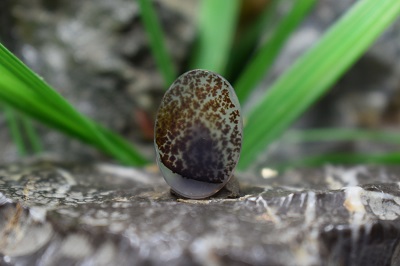 عقیق شجر برزیل