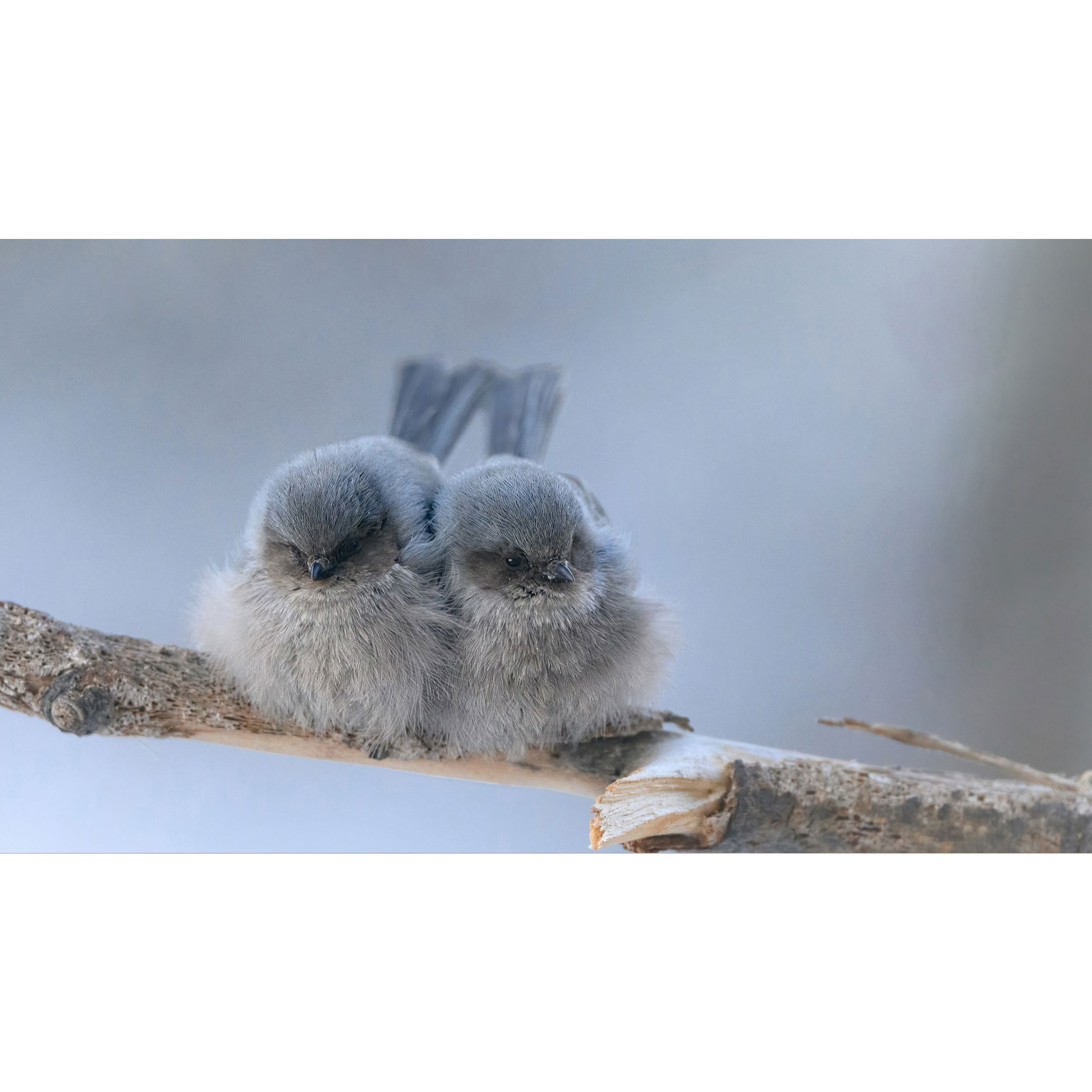 تابلو شاسی طرح پرنده مدل T7945