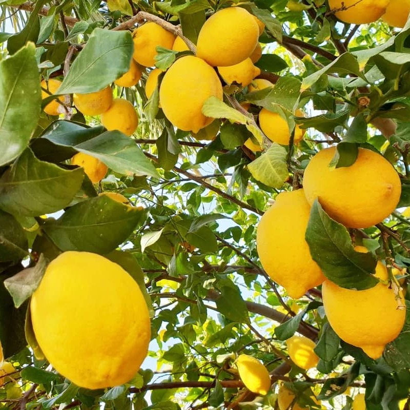 عطر لیمو ضد افسردگی و خواب آلودگی 5 میلی