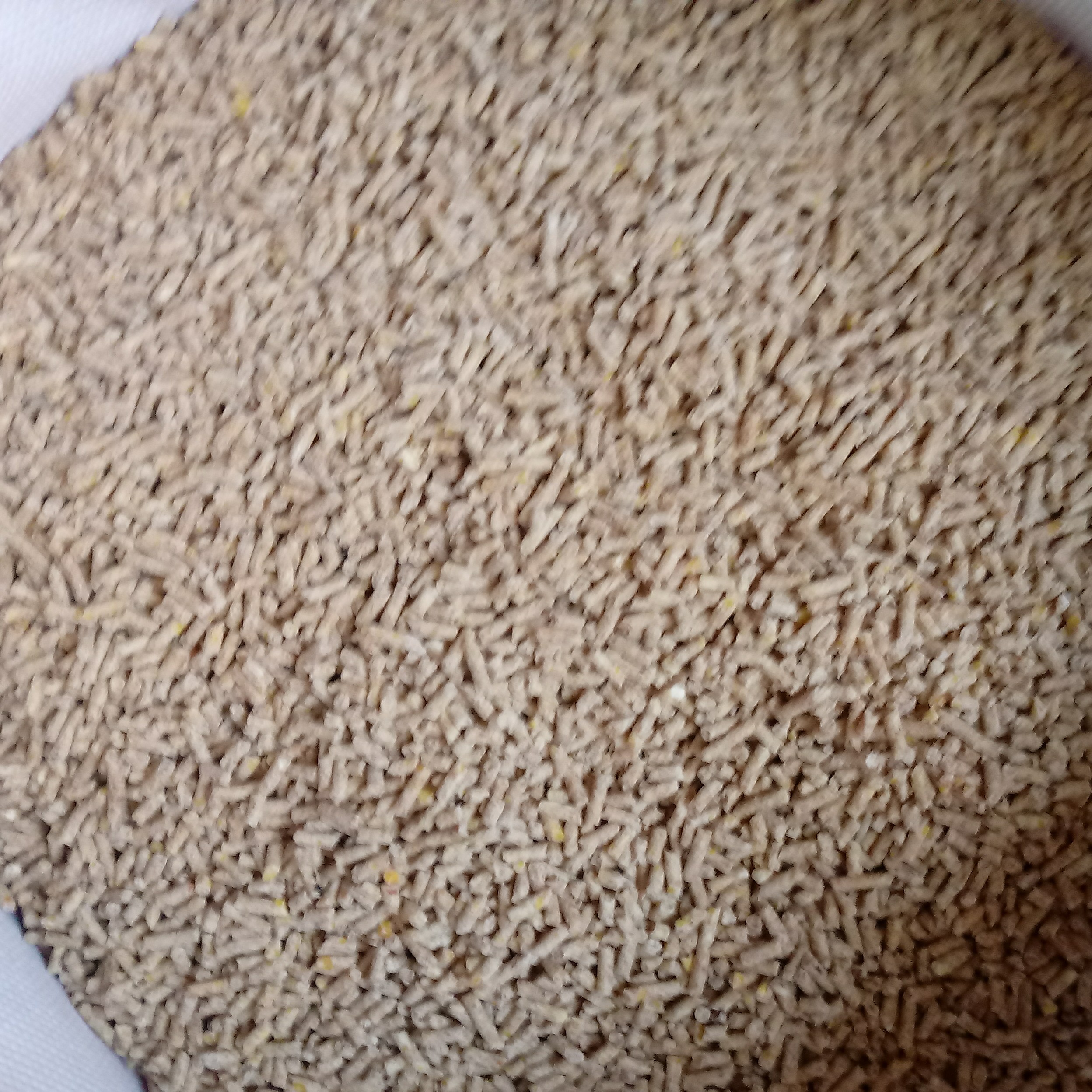 غذای خشک مخصوص حلزون