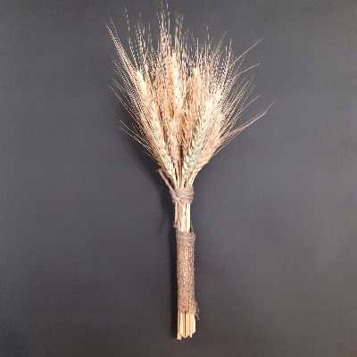 خوشه گندم خشک تزیینی مدل Gn101