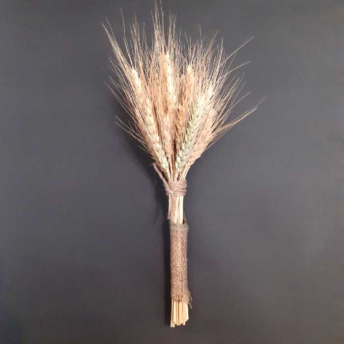 خوشه گندم خشک تزیینی مدل Gn101