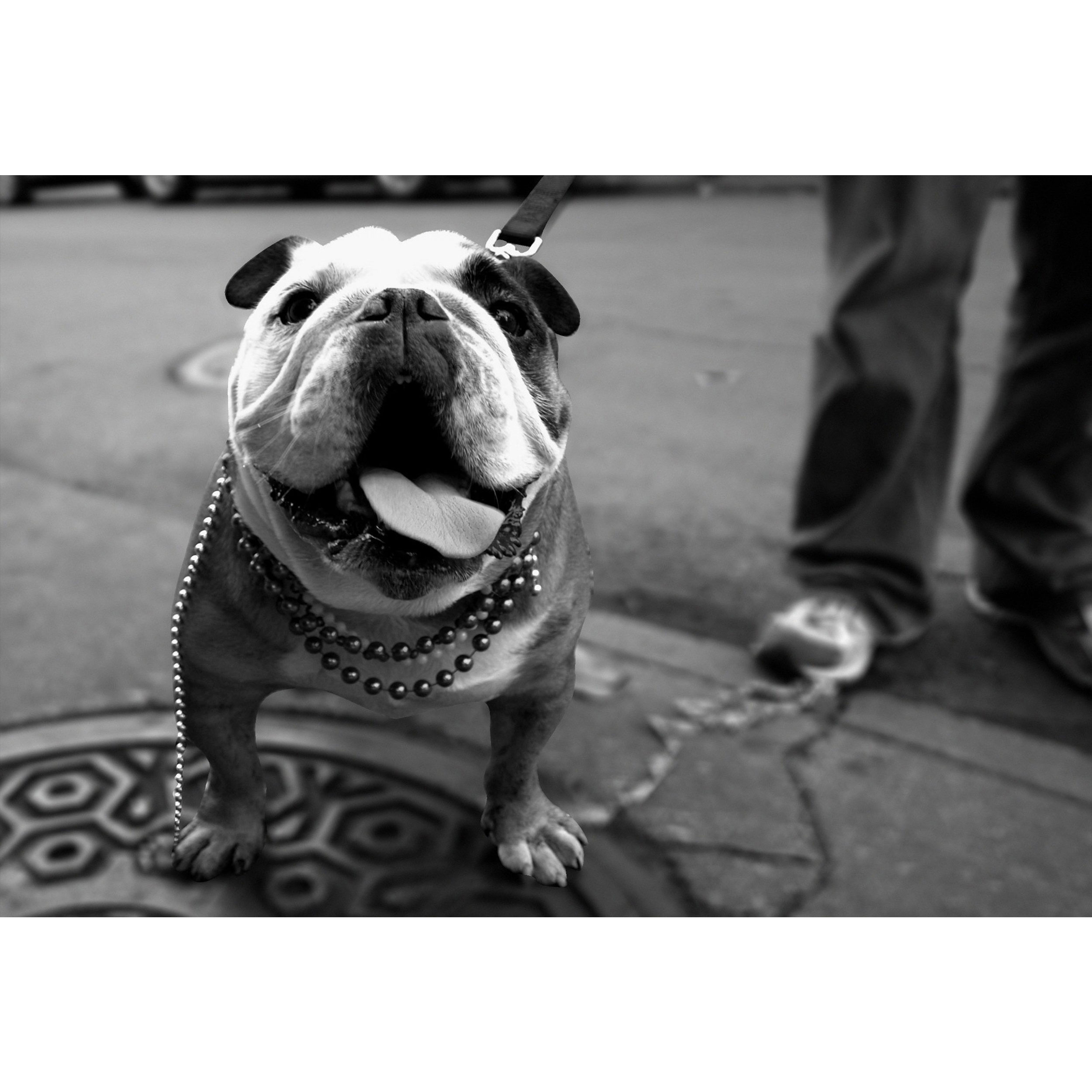 تابلو شاسی طرح سگ پیت بول مدل T1487