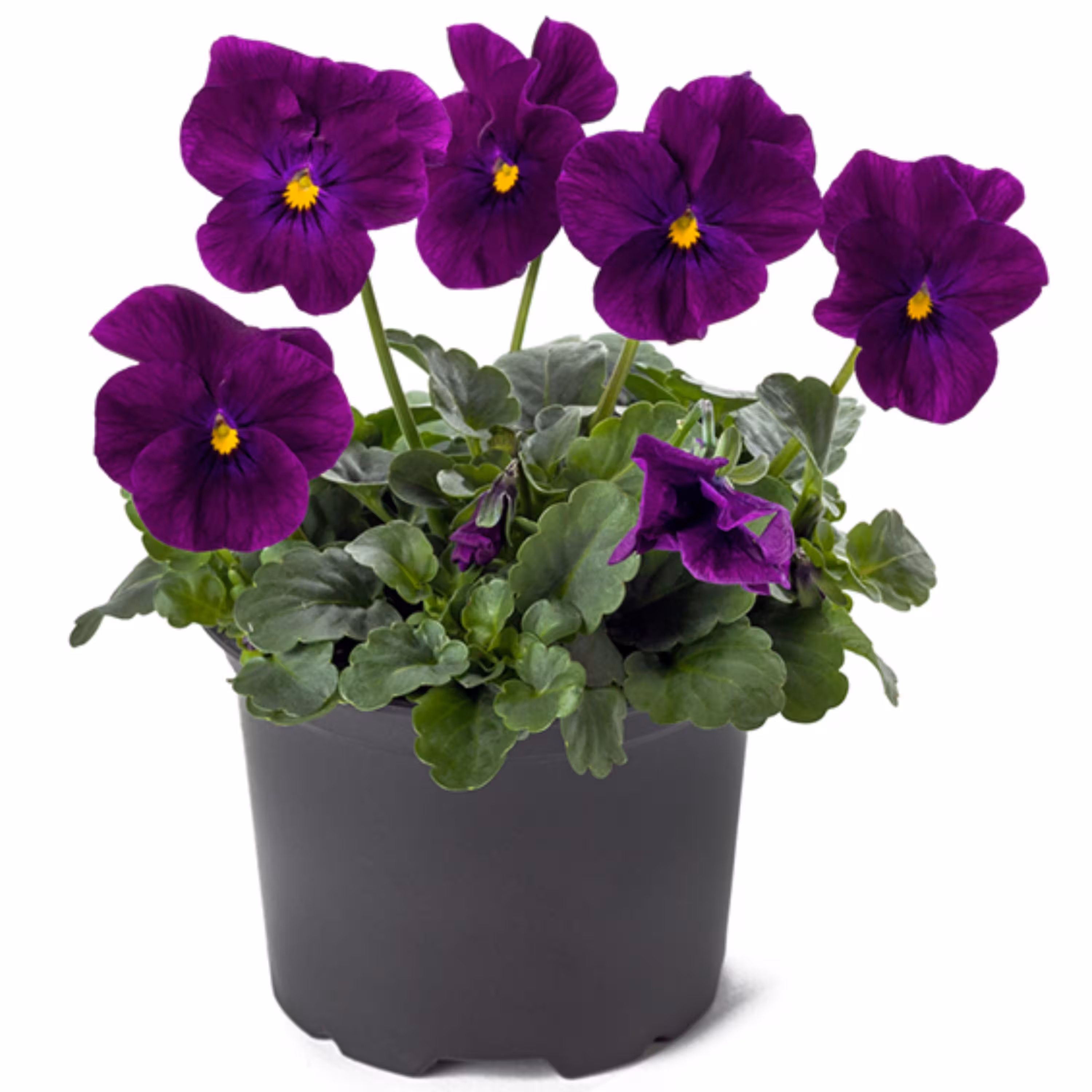 بذر گل بنفشه خوراکی تزئینی بنفش بسته 200 عددی