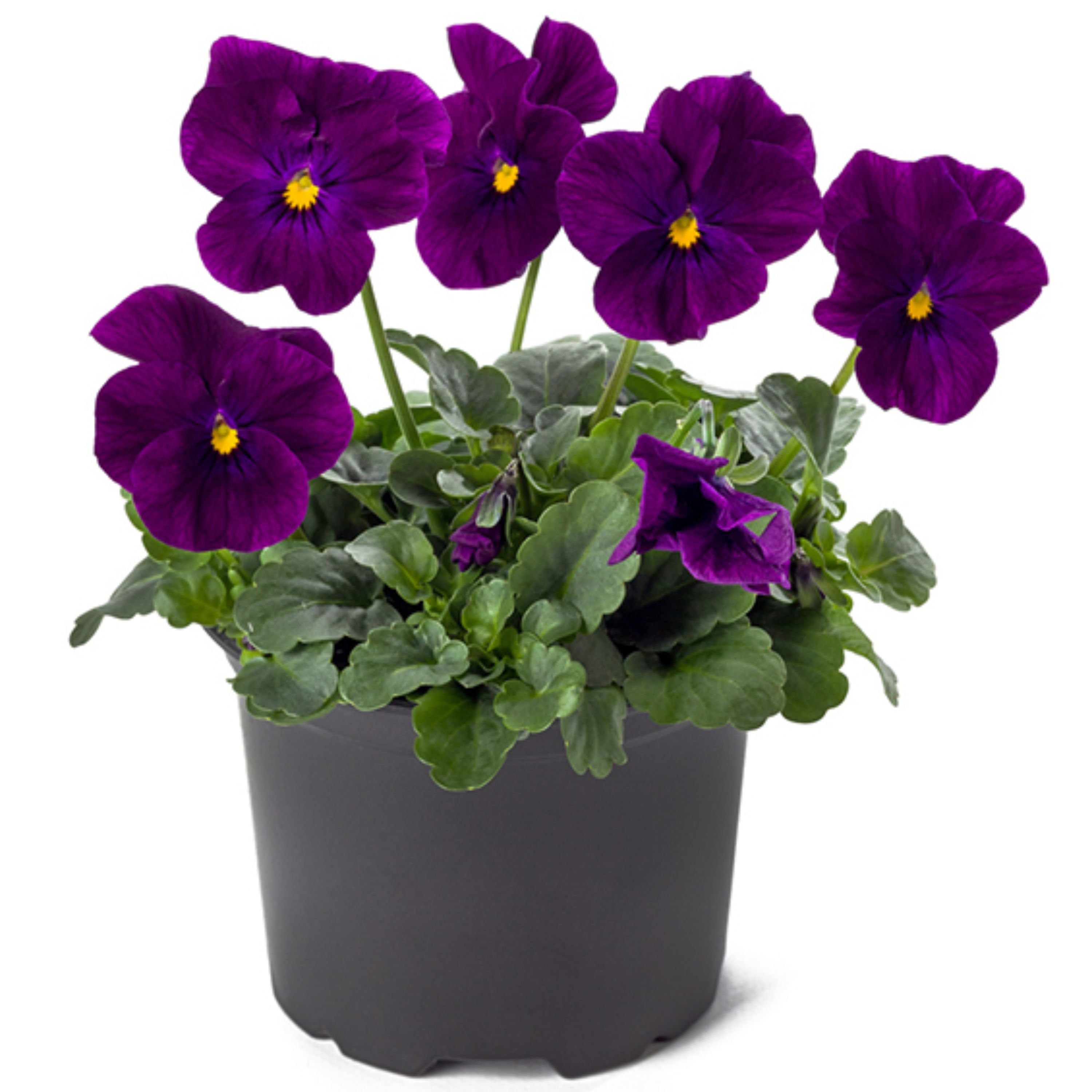 بذر گل بنفشه خوراکی تزئینی بنفش بسته 200 عددی