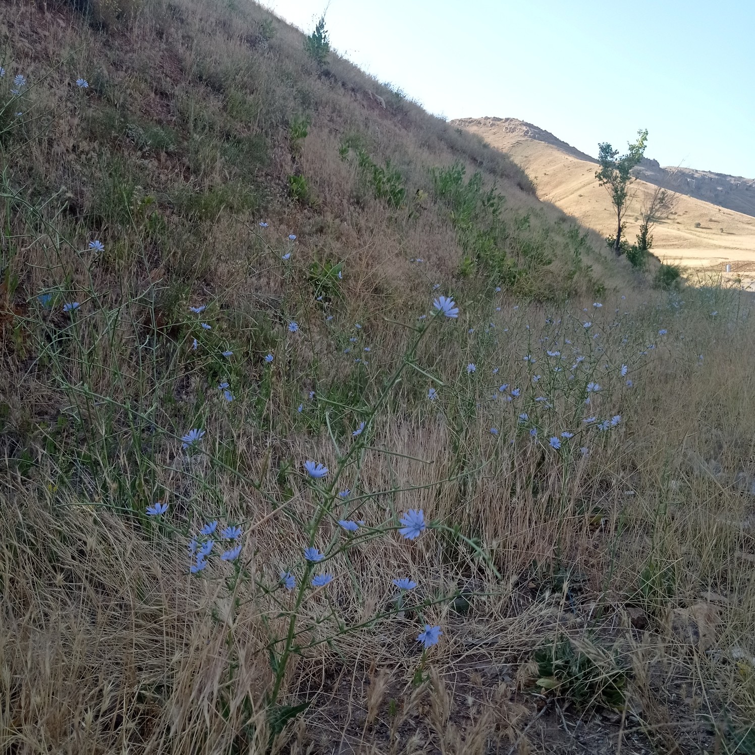 عرق کاسنی کوهی  بسیار سنگین  