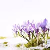 خرید و دانلود عکس Flower-Part-2 کد 17730 | پیک فاکس | Pic Fox