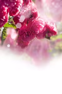 خرید و دانلود عکس IranBCS کد 29722 | پیک فاکس | Pic Fox