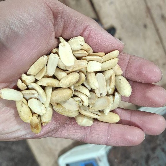 بادام زمینی آماده کره گیری درجه 1  آستانه اشرفیه (مخصوص کره بادام زمینی) 