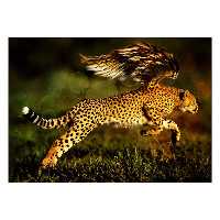 تابلو شاسی ونسونی طرح Running Strong Tiger سایز 50x70 سانتی متر | دنیای قاب