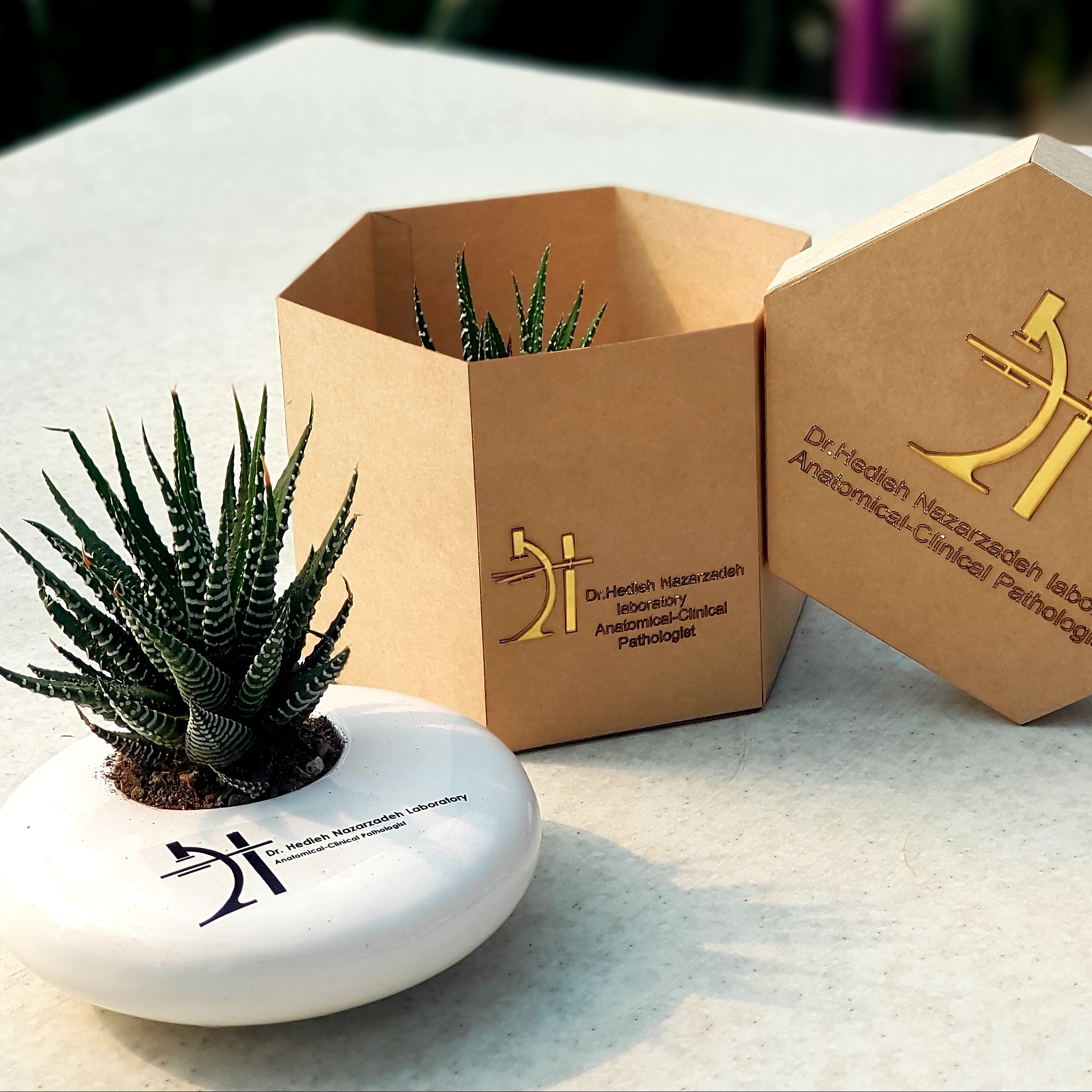 گلدان عدسی تبلیغاتی با بسته بندی رنگی