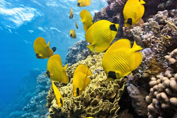 خرید و دانلود عکس Sea fish کد 42644 | پیک فاکس | Pic Fox