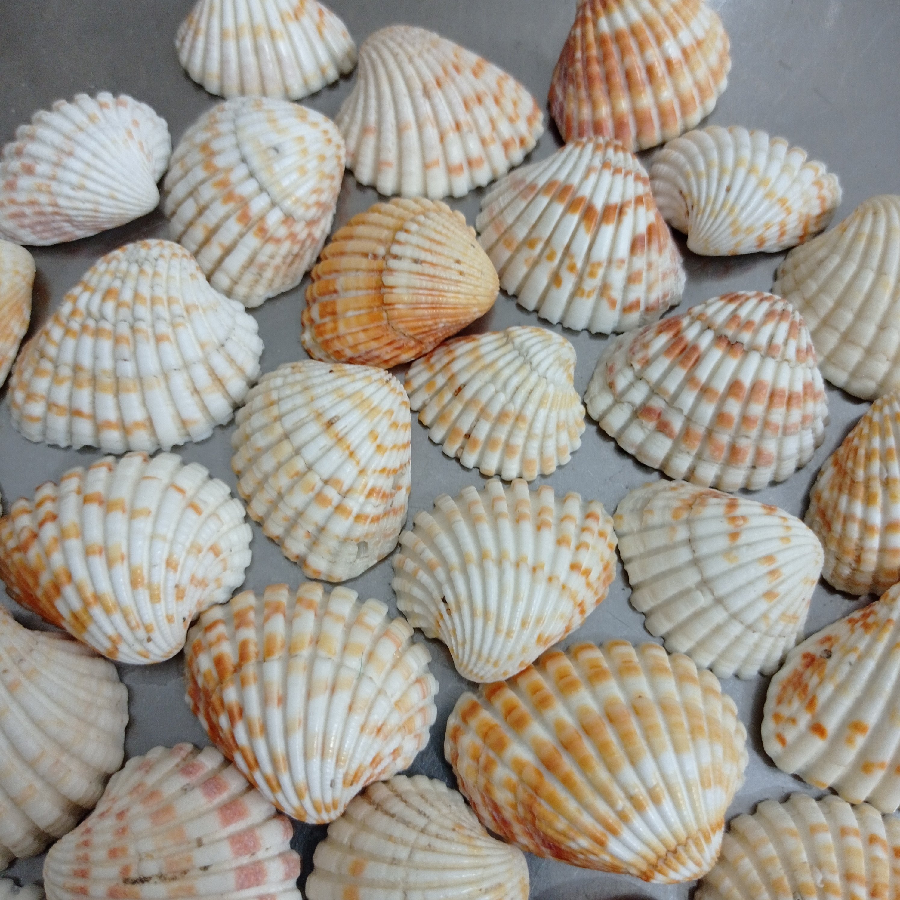 صدف کفه ای پر طاووسی (بسته 20 عددی )