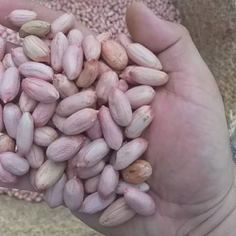 بادام زمینی خام 1402 تازه آستانه اشرفیه