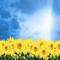 خرید و دانلود عکس IranBCS کد 27533 | پیک فاکس | Pic Fox